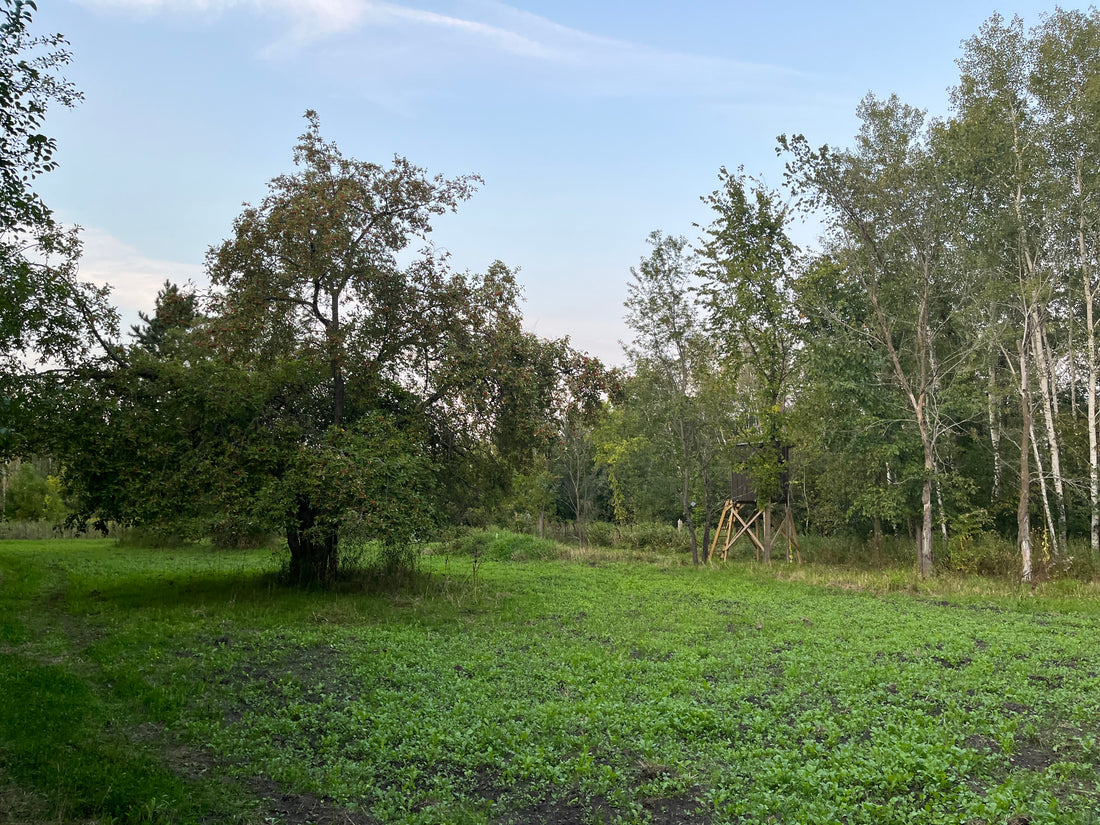 10 Food Plot Planning Tips for Success in 2024