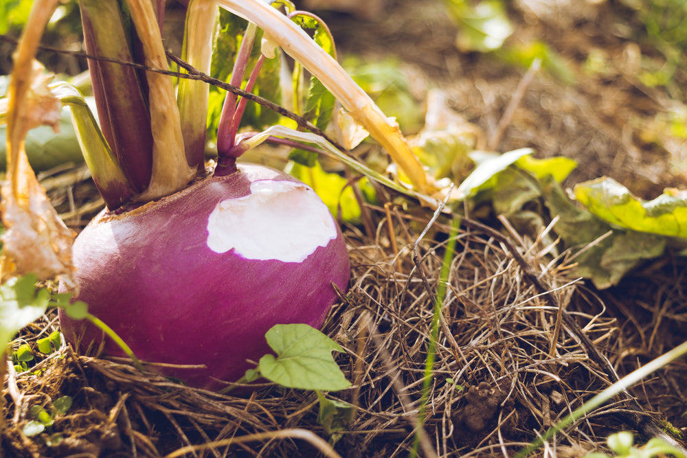 radish half eaten on a food plot