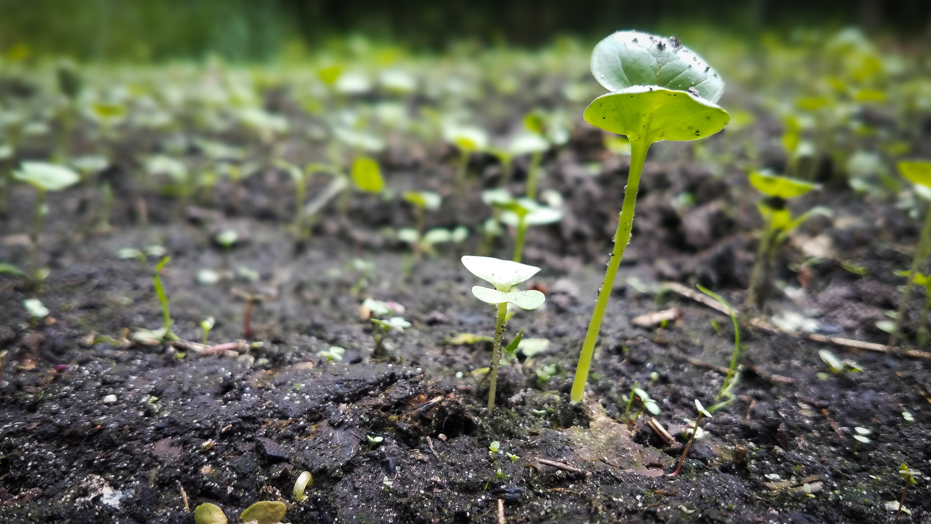 food plot crop sprouting through dirt